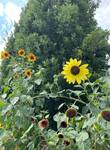Plant name: Daydream Mixture + Goldy Double Helianthus annuus 